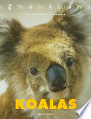 Koalas cover