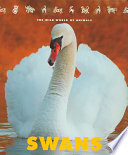 Swans cover