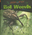 Boll Weevils cover