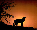 Wolves cover