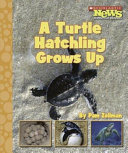A Turtle Hatchling Grows Up cover