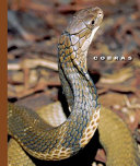 Cobras cover