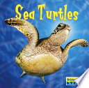 Sea Turtles cover