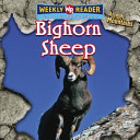 Bighorn Sheep cover