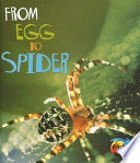 From Egg to Spider cover