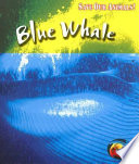 Blue Whale cover