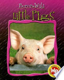 Little Pigs cover