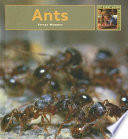 Ants cover