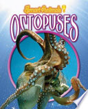 Octopuses cover