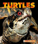 Turtles cover