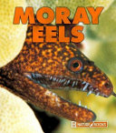 Moray Eels (New Naturebooks) cover