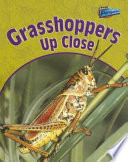 Grasshoppers up Close cover