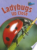 Ladybugs up Close cover