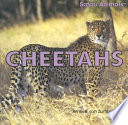 Cheetahs cover