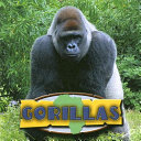 Gorillas cover