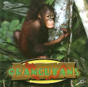 Orangutans cover