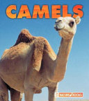 Camels cover