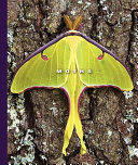 Moths cover