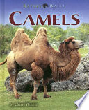 Camels cover