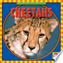 Cheetahs cover