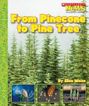 From Pinecone to Pine Tree cover