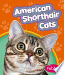 American Shorthair Cats cover