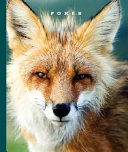 Foxes cover