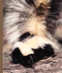 Skunks cover