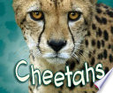 Cheetahs cover