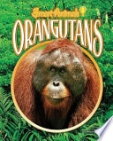 Orangutans cover