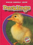Ducklings cover