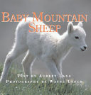 Baby Mountain Sheep cover