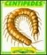 Centipedes cover