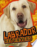 Labrador Retrievers cover