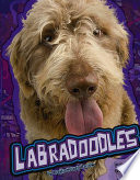 Labradoodles cover