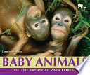 Baby Animals of the Tropical Rain Forest cover