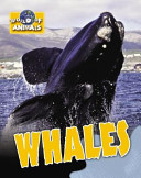 Whales cover