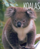 Koalas cover