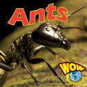 Ants cover