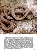 Snakes cover