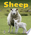 Sheep cover