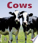 Cows cover