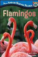 Flamingos cover