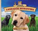 Lovely Labrador Retrievers cover