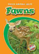 Fawns cover