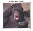 Chimpanzees cover