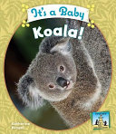 It's a Baby Koala! cover