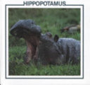 Hippopotamus cover