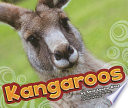 Kangaroos cover