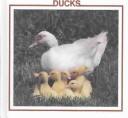 Ducks cover